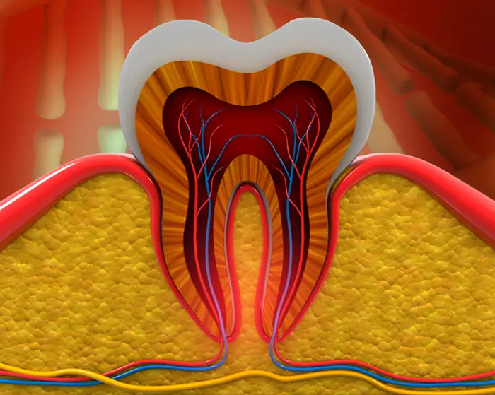 根管とは、歯のエナメル質や象牙質よりも、さらに奥にある部位でそれを表す写真